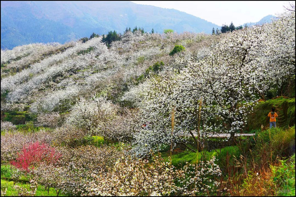 【春天，广西桂林灌阳县向您发出邀请！】我们在灌阳看梨花 - 游山玩水 - 贵阳生活社区 - 贵阳28生活网 gy.28life.com