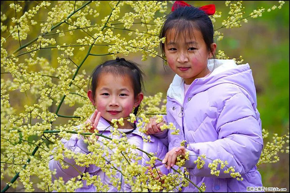 【春天，广西桂林灌阳县向您发出邀请！】米珠山前有片山苍子花在飘香 - 游山玩水 - 贵阳生活社区 - 贵阳28生活网 gy.28life.com