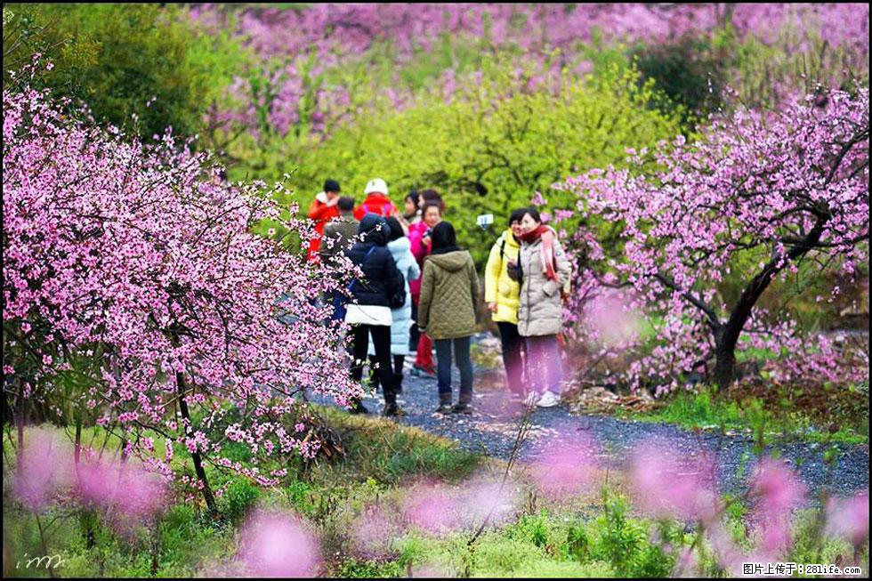 【春天，广西桂林灌阳县向您发出邀请！】官庄村有个醉美的桃花园 - 游山玩水 - 贵阳生活社区 - 贵阳28生活网 gy.28life.com