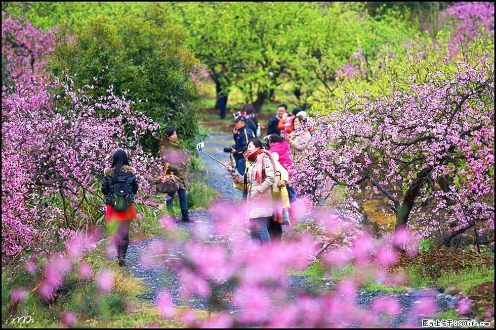 【春天，广西桂林灌阳县向您发出邀请！】官庄村有个醉美的桃花园 - 游山玩水 - 贵阳生活社区 - 贵阳28生活网 gy.28life.com