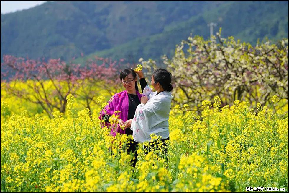 【春天,广西桂林灌阳县向您发出邀请!】长坪村油菜盛情花开 - 游山玩水 - 贵阳生活社区 - 贵阳28生活网 gy.28life.com