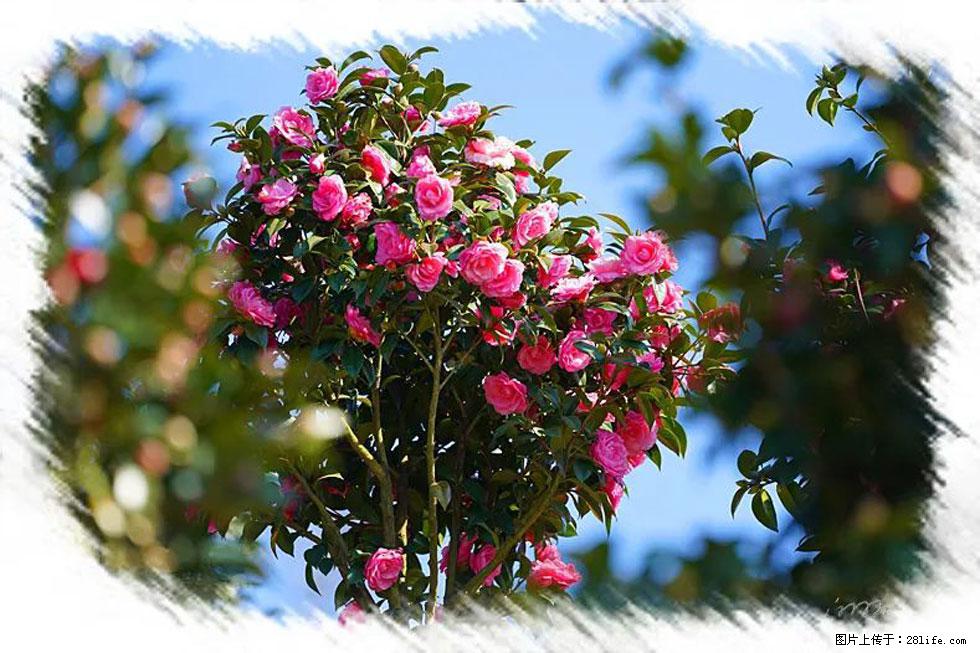【春天,广西桂林灌阳县向您发出邀请!】杨柳井茶花惹人爱 - 游山玩水 - 贵阳生活社区 - 贵阳28生活网 gy.28life.com