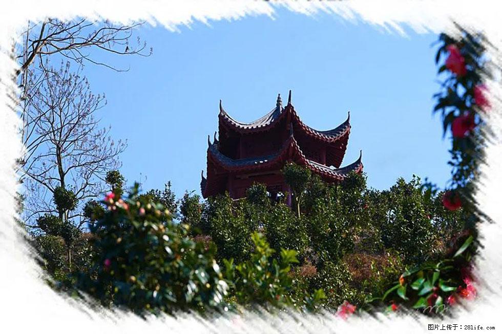 【春天,广西桂林灌阳县向您发出邀请!】杨柳井茶花惹人爱 - 游山玩水 - 贵阳生活社区 - 贵阳28生活网 gy.28life.com