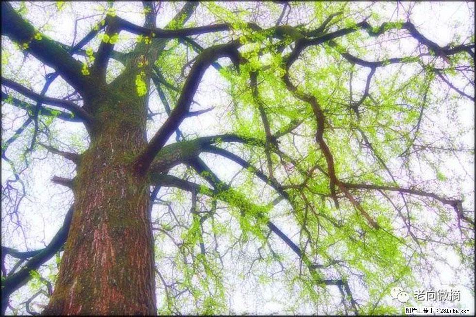 【春天,广西桂林灌阳县向您发出邀请!】在小龙村与春天约会 - 游山玩水 - 贵阳生活社区 - 贵阳28生活网 gy.28life.com