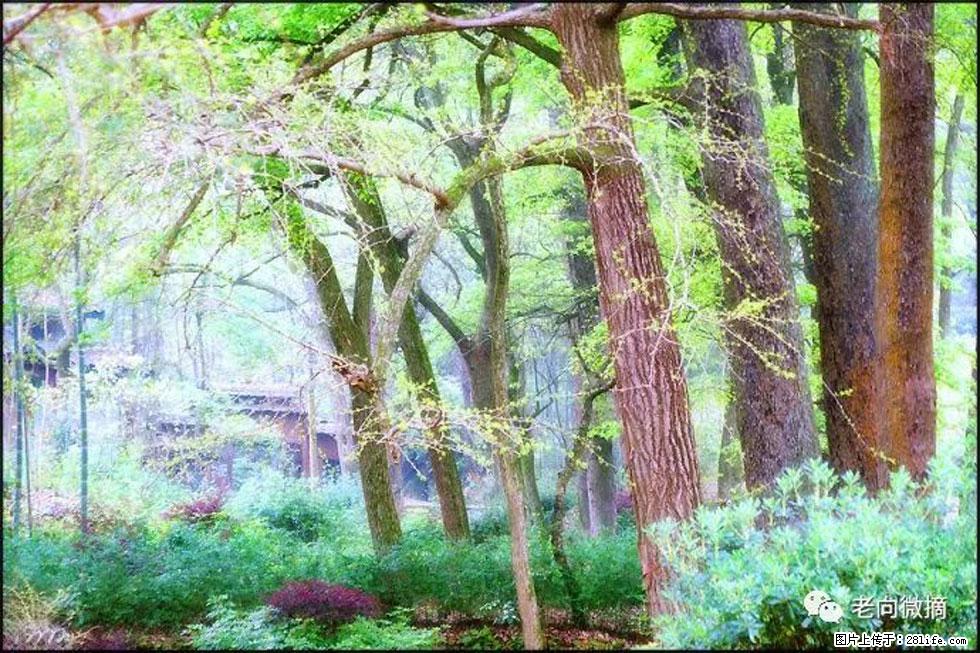 【春天,广西桂林灌阳县向您发出邀请!】在小龙村与春天约会 - 游山玩水 - 贵阳生活社区 - 贵阳28生活网 gy.28life.com
