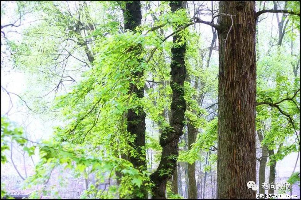 【春天,广西桂林灌阳县向您发出邀请!】在小龙村与春天约会 - 游山玩水 - 贵阳生活社区 - 贵阳28生活网 gy.28life.com