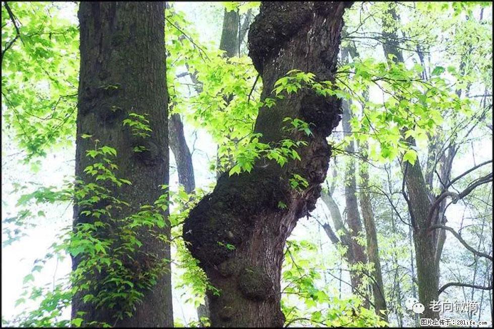 【春天,广西桂林灌阳县向您发出邀请!】在小龙村与春天约会 - 游山玩水 - 贵阳生活社区 - 贵阳28生活网 gy.28life.com