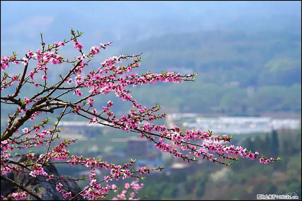 【春天，广西桂林灌阳县向您发出邀请！】望月岭上桃花开 - 游山玩水 - 贵阳生活社区 - 贵阳28生活网 gy.28life.com