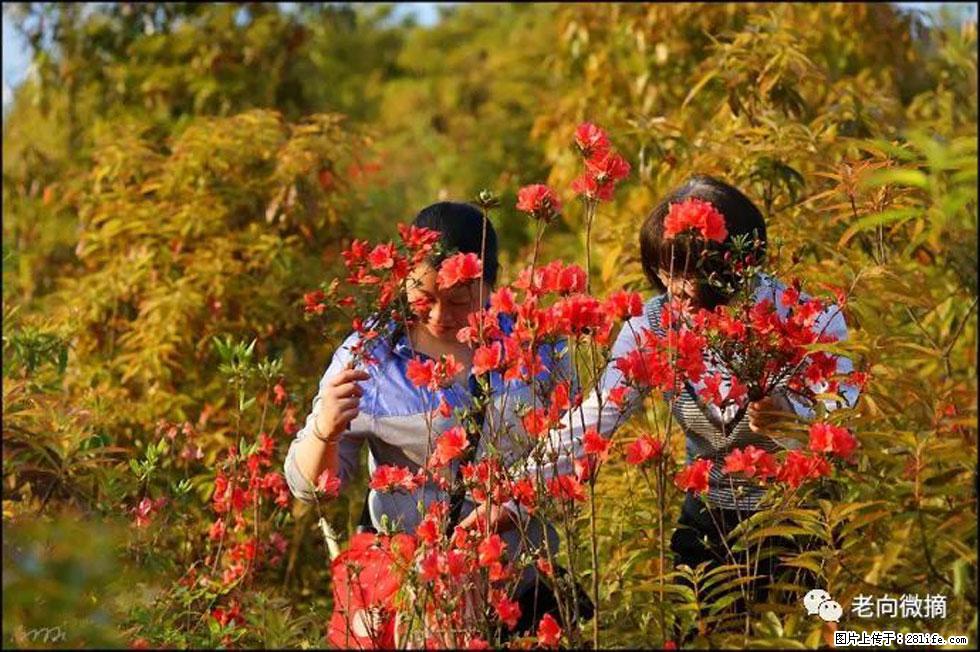 【春天,广西桂林灌阳县向您发出邀请!】登麒麟山,相约映山红 - 游山玩水 - 贵阳生活社区 - 贵阳28生活网 gy.28life.com