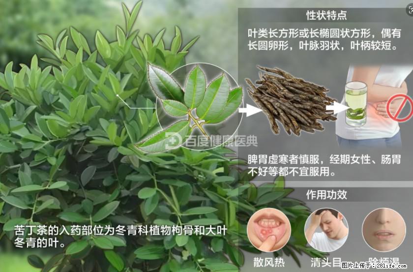 苦丁茶有哪些功效和作用 - 生活百科 - 贵阳生活社区 - 贵阳28生活网 gy.28life.com