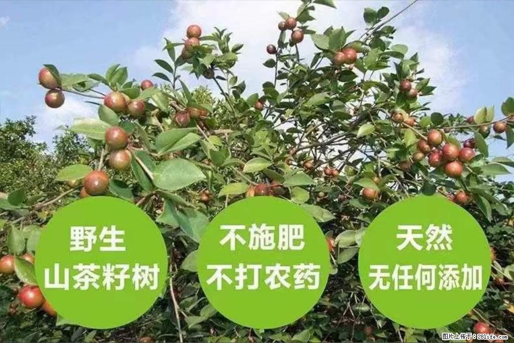 【灌阳县油茶产业示范区】一个有着充实的精神生活的人,对待身外之物自会有一种淡泊的态度 - 美食天地 - 贵阳生活社区 - 贵阳28生活网 gy.28life.com