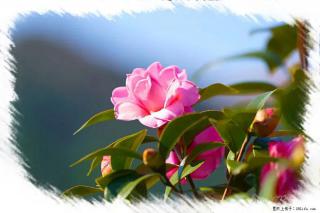【春天，广西桂林灌阳县向您发出邀请！】杨柳井茶花惹人爱
