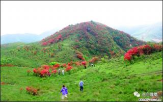 【春天，广西桂林灌阳县向您发出邀请！】宝盖山上映山红