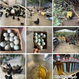 油茶园从小鸡仔开始养起的纯土鸡、土鸡蛋可以预定啦!还有前几天刚榨的纯山茶油哦 - 贵阳28生活网 gy.28life.com