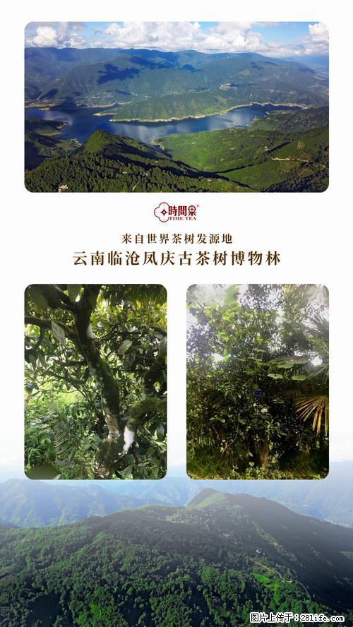 时间果百年古树2025年春红茶 - 购物交流 - 贵阳生活社区 - 贵阳28生活网 gy.28life.com