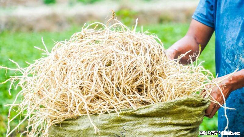 堪称“最难吃”的蔬菜,却是 “抗辐射神器”,还能护肺、清热、止咳化痰! - 贵阳生活资讯 - 贵阳28生活网 gy.28life.com