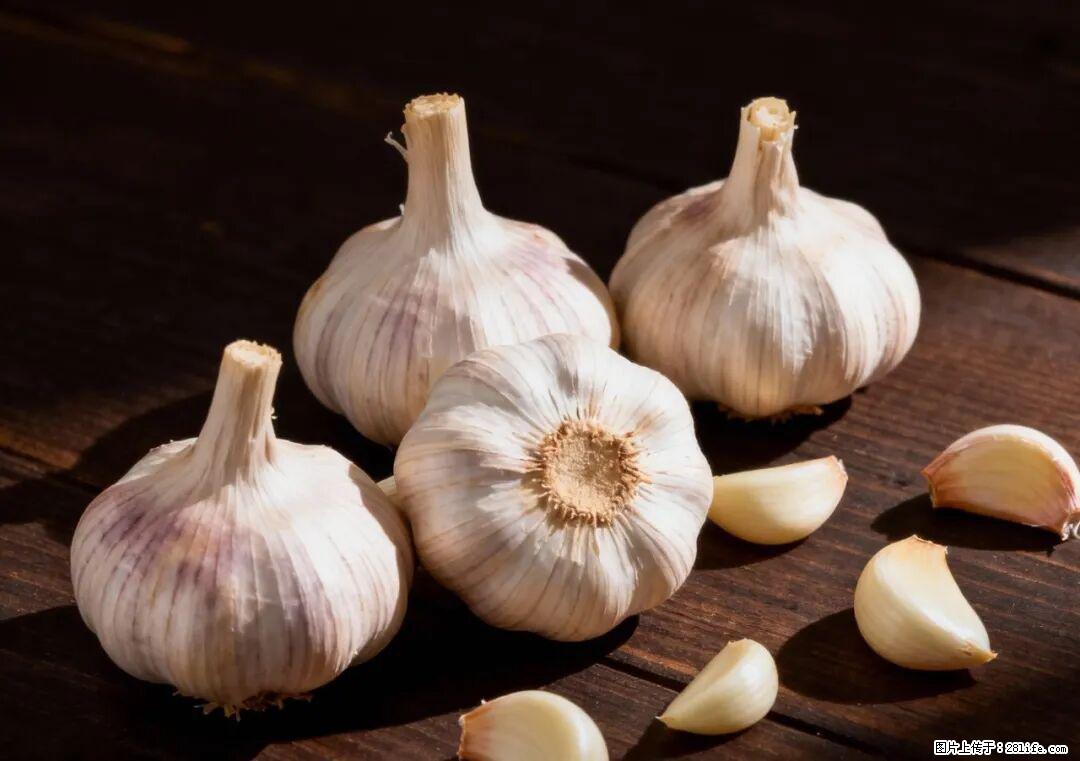 关于大蒜，除了“天然抗生素”，这4个谣言更该警惕! - 贵阳生活资讯 - 贵阳28生活网 gy.28life.com