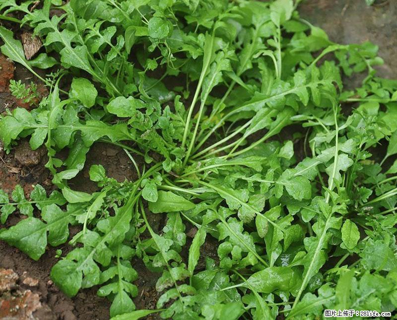 这些蔬菜是“天然钙片”，这6种被医生重点推荐 - 贵阳生活资讯 - 贵阳28生活网 gy.28life.com