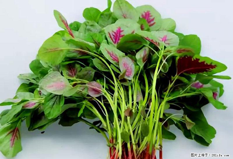 这些蔬菜是“天然钙片”，这6种被医生重点推荐 - 贵阳生活资讯 - 贵阳28生活网 gy.28life.com