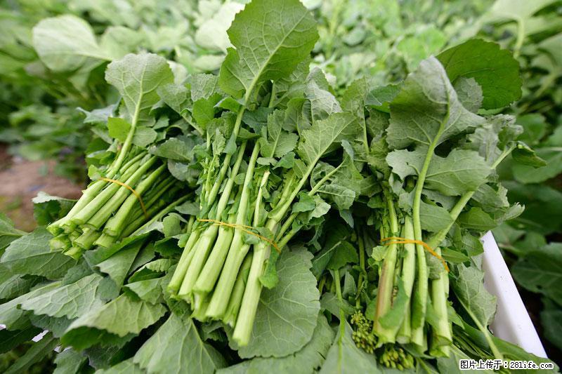 这些蔬菜是“天然钙片”，这6种被医生重点推荐 - 贵阳生活资讯 - 贵阳28生活网 gy.28life.com