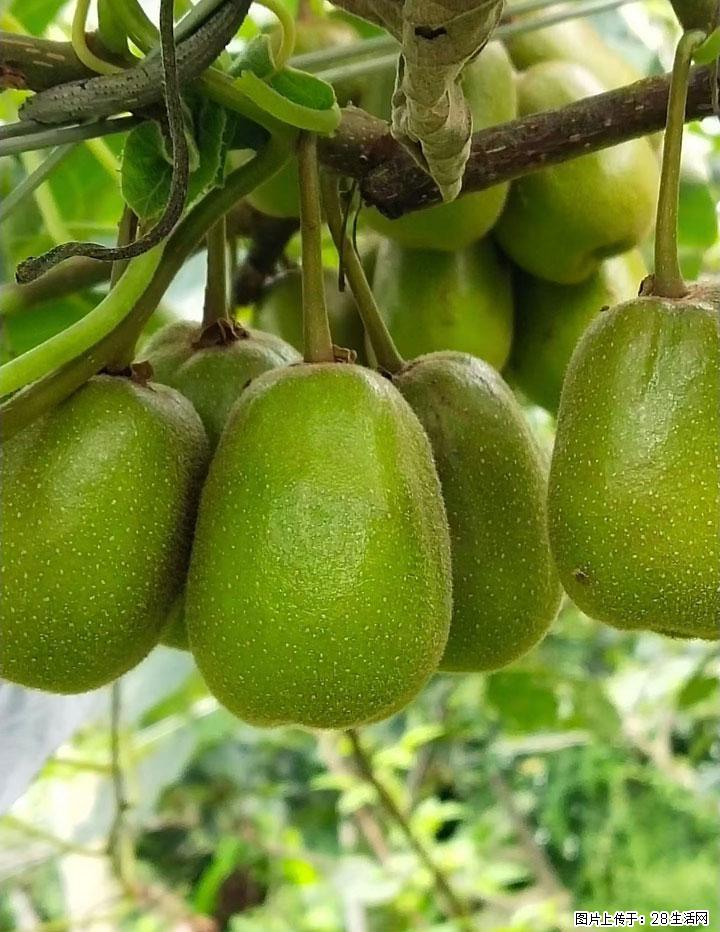 广西桂林平乐桥亭【红心猕猴桃】、【大秋甜柿】上市啦，欢迎各位新老客户下单（另有少量小果出售） - 贵阳生活资讯 - 贵阳28生活网 gy.28life.com